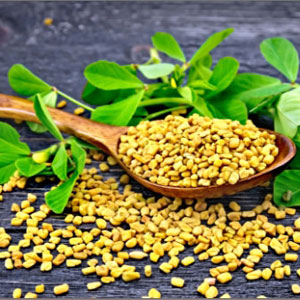 Fenugreek Extract